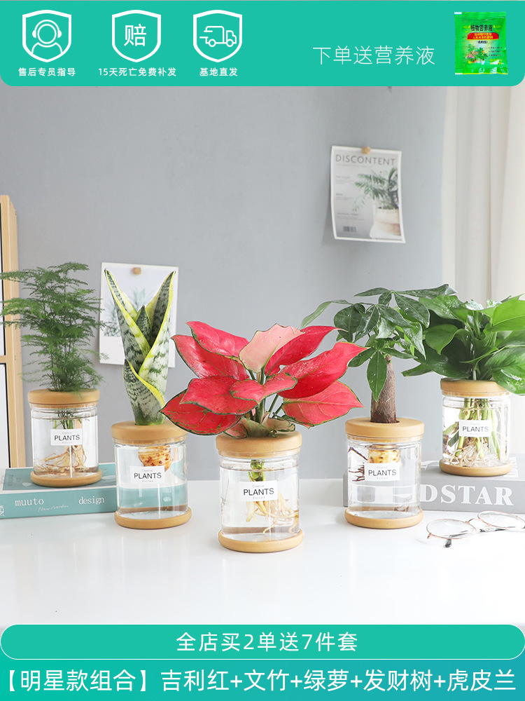 [메인 사진 스타 조합] 지리 레드 + 아스파라거스 + 포토스 + 머니 트리 + 타이거 난초 (무료 영양액)