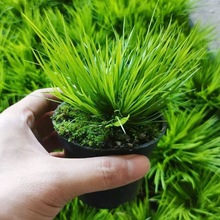 �ձ������Ѳ�ˮ���辰���X��횖V���F��̦�҃����ظ�ʯ�Gֲ