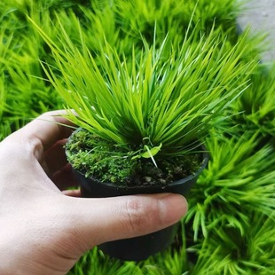 �ձ������Ѳ�ˮ���辰���X��횖V���F��̦�҃����ظ�ʯ�Gֲ