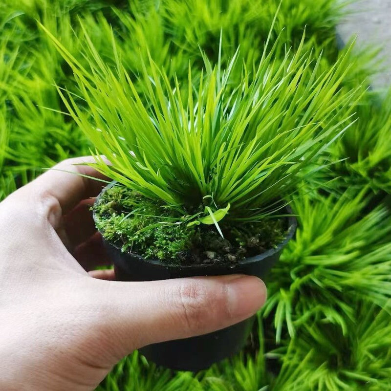 Japanese Calamus Hydroponic Bonsai Money Tiger Whiskers Crescent Moon Precious Moss Indoor Turtle Pond with Stone Green Plants