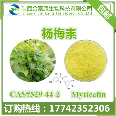 藤茶提取物 楊梅素98% Myricetin 楊梅黃銅 楊梅甙甘 100g每袋