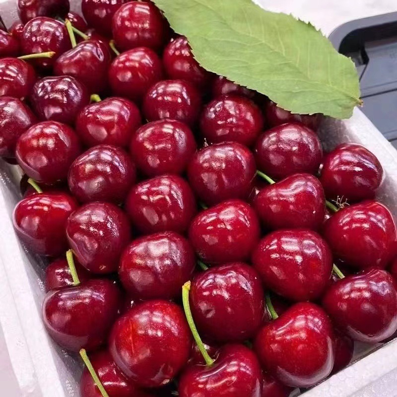 Seasonal crispy sweet cherries domestic whole box Shandong fresh large cherries pregnant women free shipping