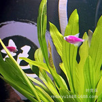 上海热带鱼养殖场批发 紫衣天使鱼 紫天使彩色鱼