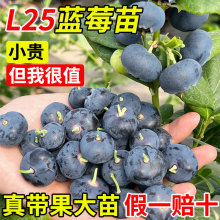 {ݮl25Ԏ{ݮϷNֲش̖