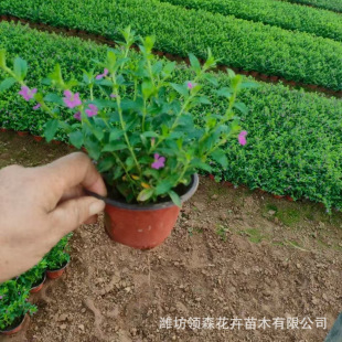 Gypsophila Potted Plants Shandong Qingzhou Large Supply of Potted Florals Office Courtyard Park Greening Gypsophila
