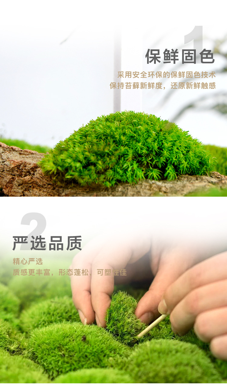 小盒永生苔蘚詳情頁_05.jpg