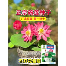水培碗莲种籽子四季睡莲荷花水养植物室内缸养盆栽铜钱草草籽种孑