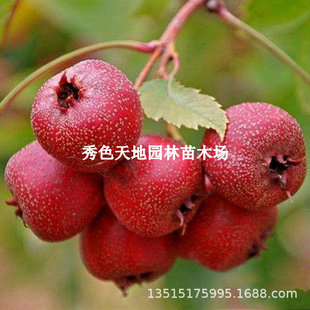 ɽ高����޽ӷ���tɽ高����ش��ͺ�ɽ���ͥԺ����ԷNֲ����