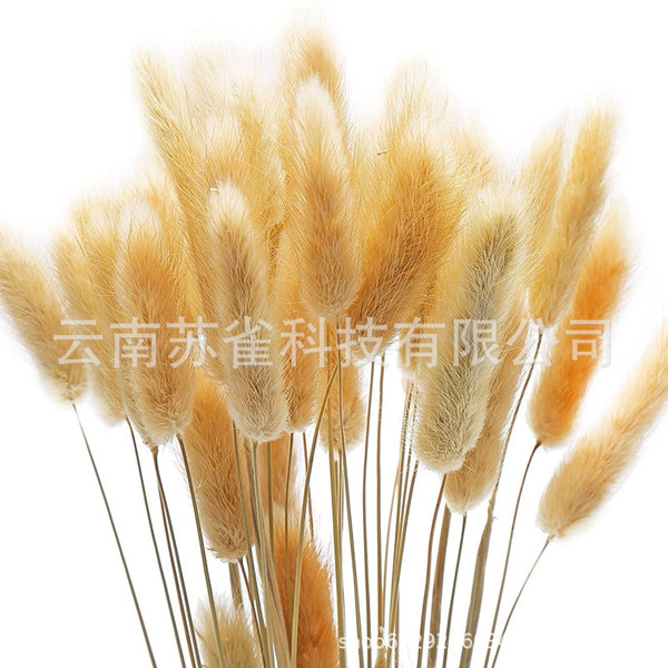 Wholesale Yunnan Eternal Life Flower Primary Color Rabbit Tail Diyi…