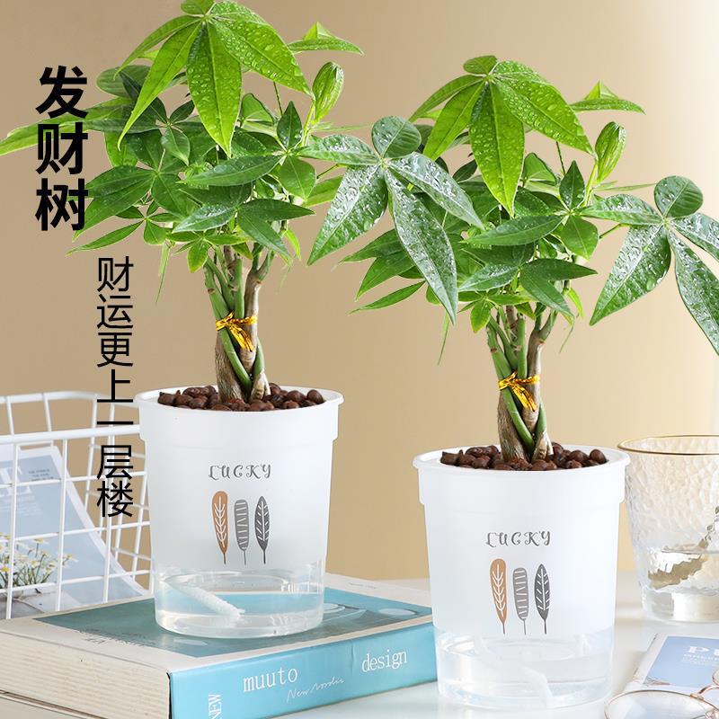 Five-Braided Money Tree Potted Plants, Florals and Green Plants, Ceramic Flower Pots, Office Potted Plants, Purify the Air and Are Easy to Maintain