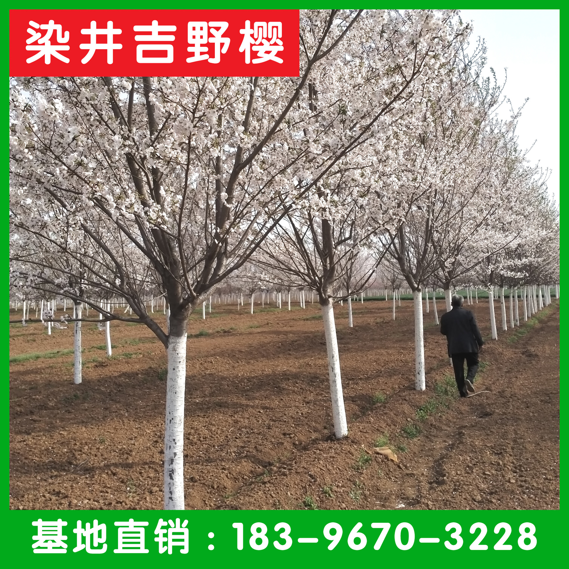 郯城县卓富通苗木种植农民专业合作社