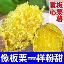正宗陕西黄心板栗薯新鲜红薯粉糯香甜干面沙地瓜山芋农家自种香薯