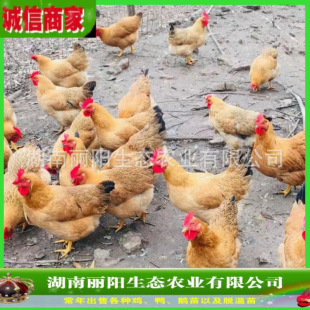 �`ɽ���u�����l�u�r���w����һ���g�u�����S�uɽ�ط��B�S�_���u��