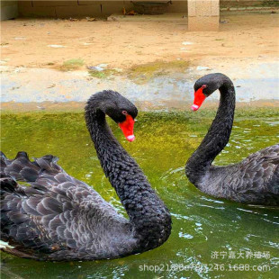 �����^�p�����Z���w���ۺ����Z�����Bֳ�������Z�����X �^�p����