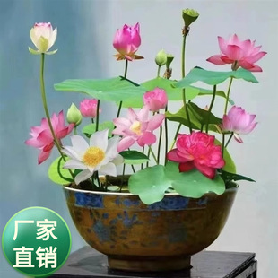 Lotus seed fish tank water plant indoor hydroponic lotus good lotus potted flower seed generation