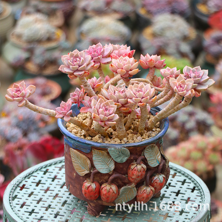 O1CN010iToDM2IjWsCTAIsu_!!2213