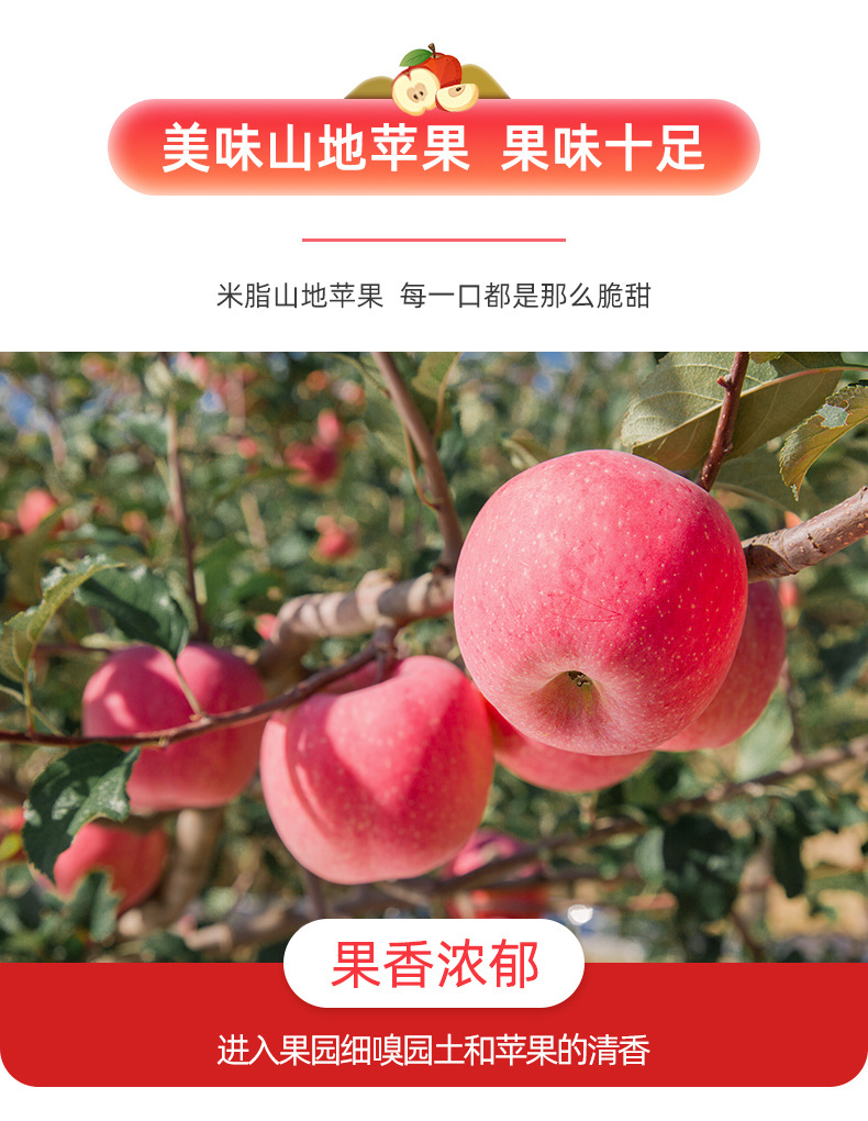 米脂山地苹果详情_08.jpg