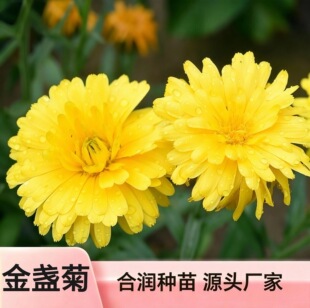 ��K�շN�� �ļ��׷N�ͺ��ͺ�ͥԺ�������Ի��� Դ�^�N��S�����l