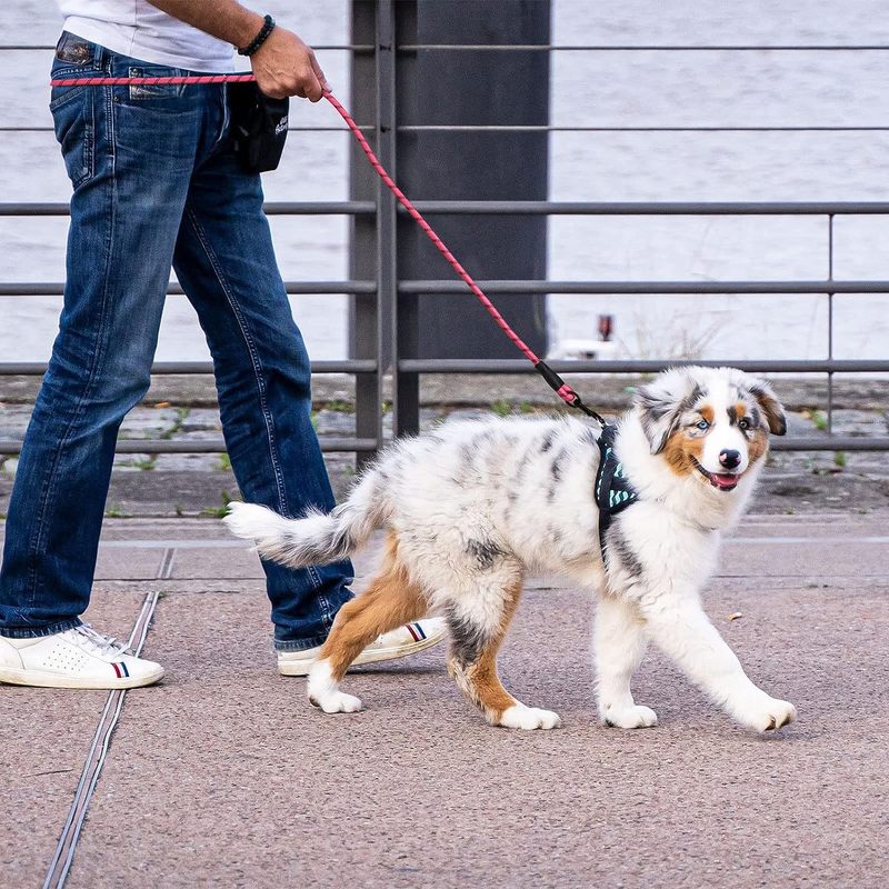 ペット牽引紐卸売りナイロン丸紐反射防止犬牽引紐犬チェーン防爆ペット用品|undefined