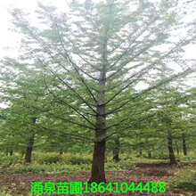 ���Iռ�ؘ�ͥԺС�������е���G���y����ֲ3����-20�����y�Ә�