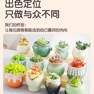 Succulent Plants Indoor Small Potted Plants Large and Easy to Grow Containing Ceramic Pots Combination Special Jade Lotus Green Plants Florals Balcony Varieties