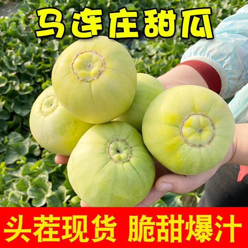 山东莱西【马连庄甜瓜】水果新鲜当季时令蜜宝脆瓜整箱现摘小香瓜|ms