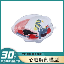 教学演示用品;教学仪器;生物教学器材