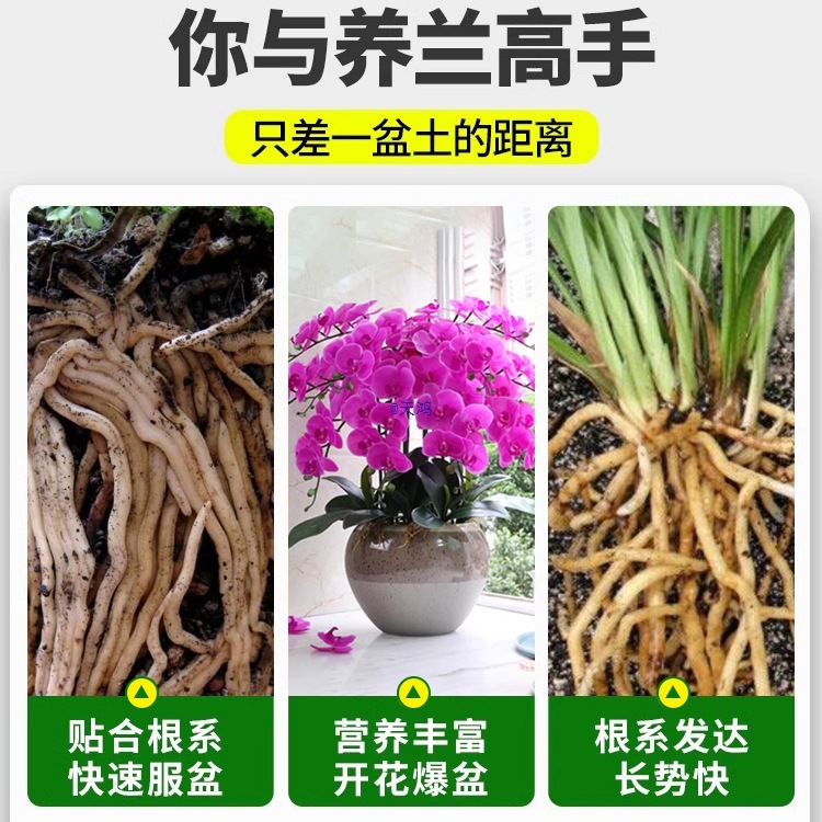 花多多蝴蝶兰水苔干水苔贵州海苔藓植料养兰花石斛营养土垫材