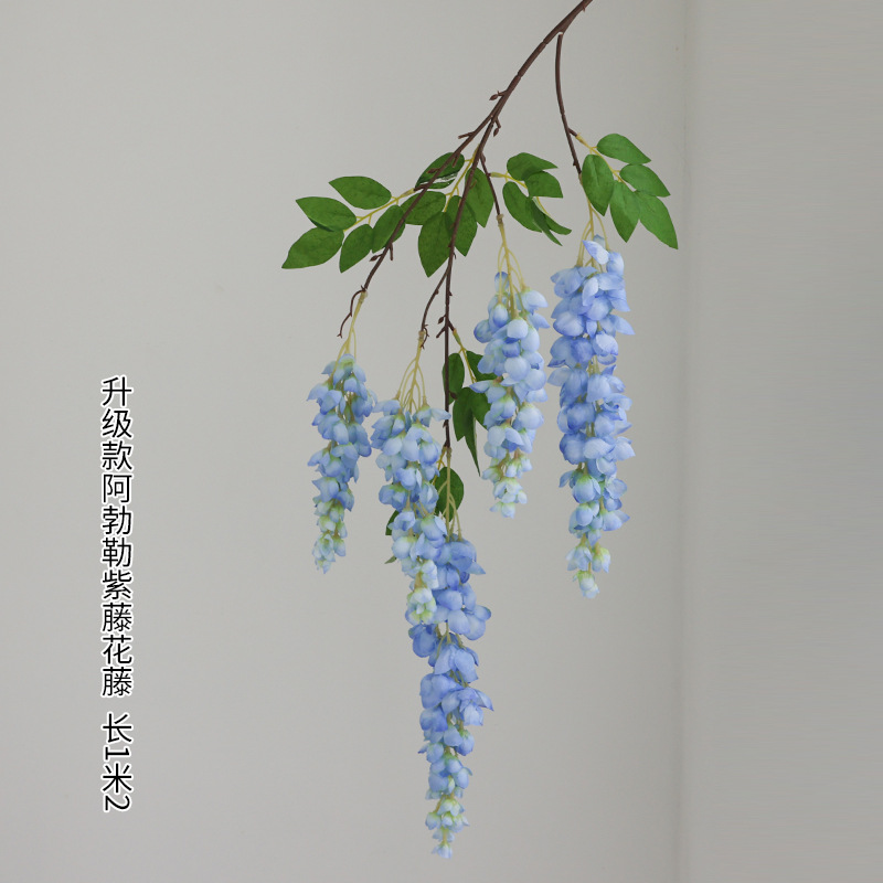 다섯 갈래 아버레 등나무 꽃 파란색