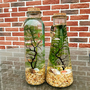 Ornamental Fish Ecological Bottle Micro Landscape No Water Change DIY Aquarium Office Desk Creative Landscaping Betta Glass Tank