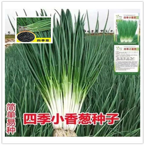 小香葱种子四季速生易种小葱种子大全葱种子批发家庭蔬菜种子