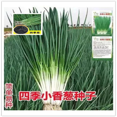 Маленькие семена стручкового лука Four Seasons быстро растущий легко выращивать мелкие семена лука Семена лука Дакуан оптом бытовые семена овощных культур