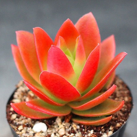 [레드] 불제 4-5cm (플라스틱 화분에 심어 배송)