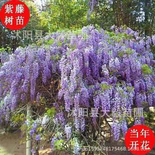 Wholesale Wisteria Seedlings, Multi-Flowered Wisteria Flower Saplings, Greening Courtyard Climbing Vines, Complete Specifications, Free Shipping in Stock