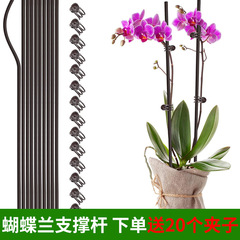 園芸型の藤の花の支えの棒の胡蝶の蘭の盆栽の棚の固定は花卉のクリップの棚の針金の支柱を挟みます。