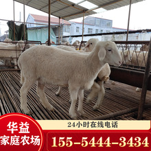 小尾寒羊懷孕母羊一只 波爾山羊種苗價格