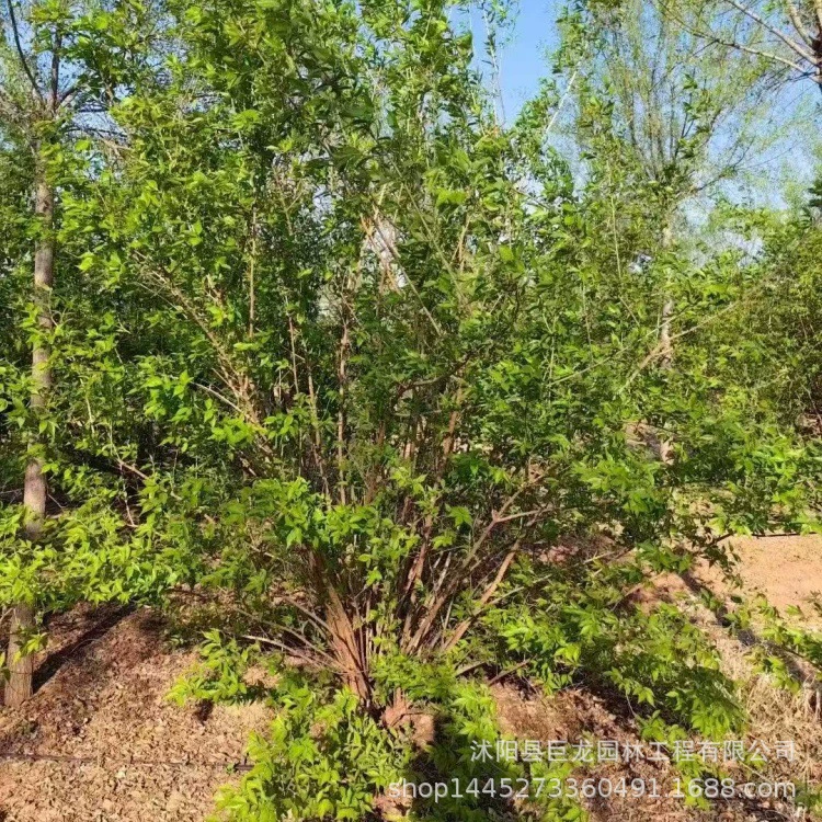Саженцы золотого и серебряного дерева, крупномерные саженцы золотого и серебряного дерева, саженцы для инженерного зеленения, садовое и парковое зеленение.