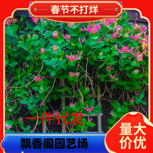 һ�����l����ֲ����y�������ļ��_����ʳ�üt�S�����Ϙ����Ե���