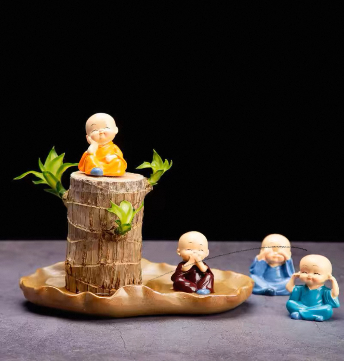6- 7cm [발아 가능] 브라질 나무 + 연잎 대야 + 작은 승려 2명 / 액체 보내기
