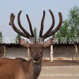 其他畜牧品;鹿产品