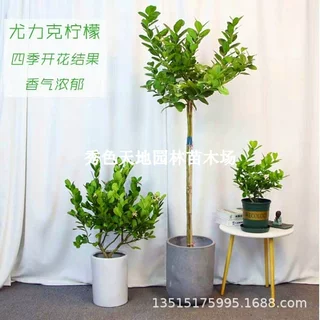 高杆香水柠檬树苗棒棒糖柠檬树盆栽大型绿植四季结果室内庭院阳台