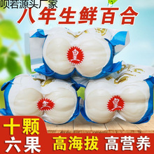 新货兰州鲜百合兰州百合农家兰州百合食用甜百合新鲜百合甘肃批发