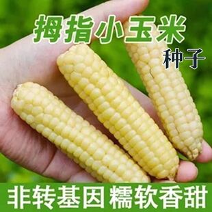 ���l��ŴĴָС���׷N���Ĵָ���׷N������ţ����ָ�N�Ӵ�ȫZ