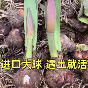 Wholesale of Amaryllis Bulbs, Double Lotus, Domestically Produced and Imported Double-Petaled Large Bulbs, Huazhou Orchid Baizilian, Large Quantity Discount