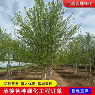 �Ә���煲���ט���ͥԺֲ����@���^��ľ��ɽ���օ����ט����