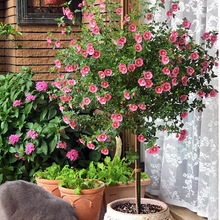 小木槿花盆栽 小木槿微草莓棒棒糖 木槿花苗室内阳台四季开花植物