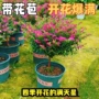 工程绿化盆栽独杆阳台