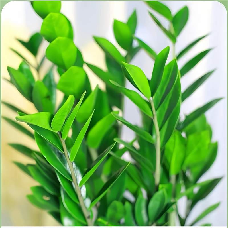 Money Tree Potted Plant Indoor Living Room Green Plant Easy-To-Care-For Flowers Office Large Flower Pot Money Tree Plant