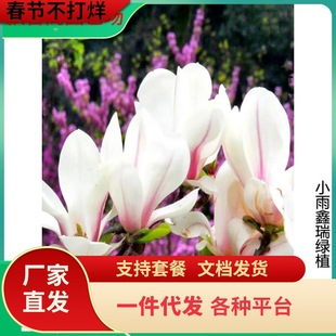 һ�����l���Ļ������ϱ����Nֲ�@�־G���簫�����m����������ֲ��