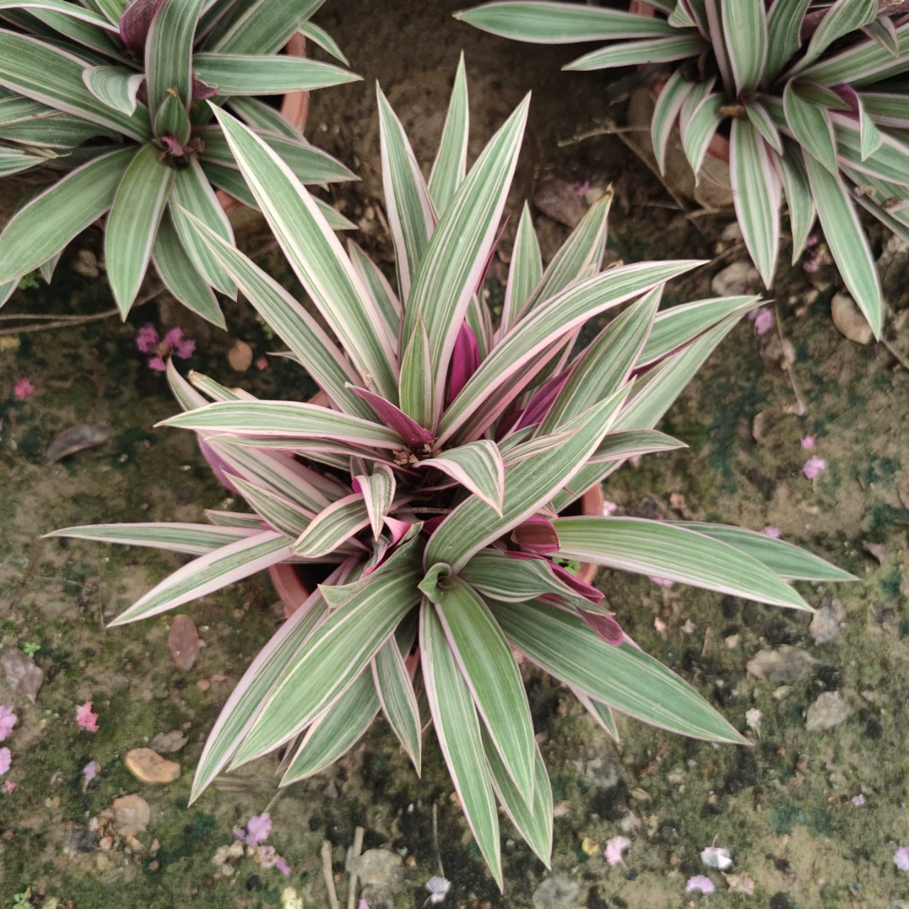 2405 питомник оптовая поставка пятнистых листьев